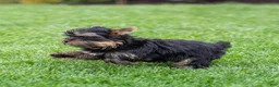 Yorkshire Terrier dogs for sale: Willy Yorkshire Terrier Puppy  - Ad 4