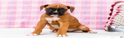Boxer dogs for sale: Minnie - Ad 7