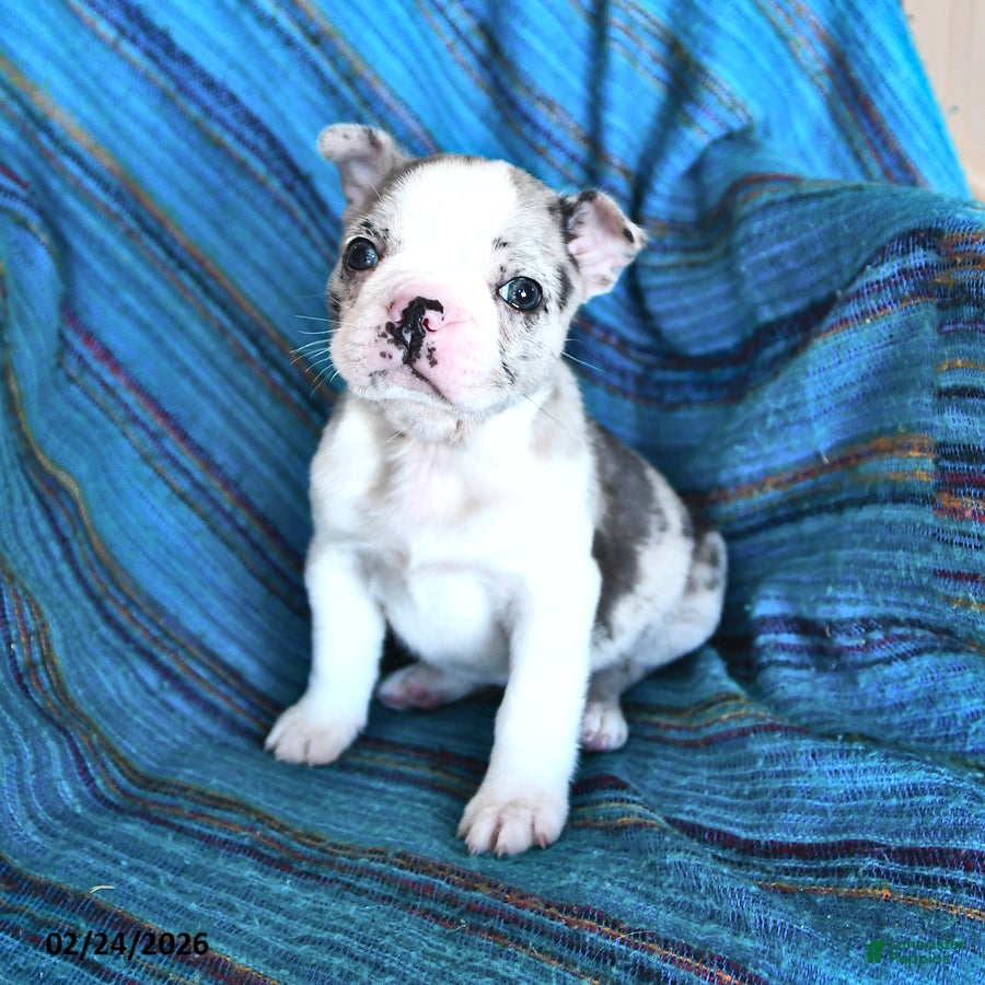 Boston Terrier dogs Jennifer - Ad 2