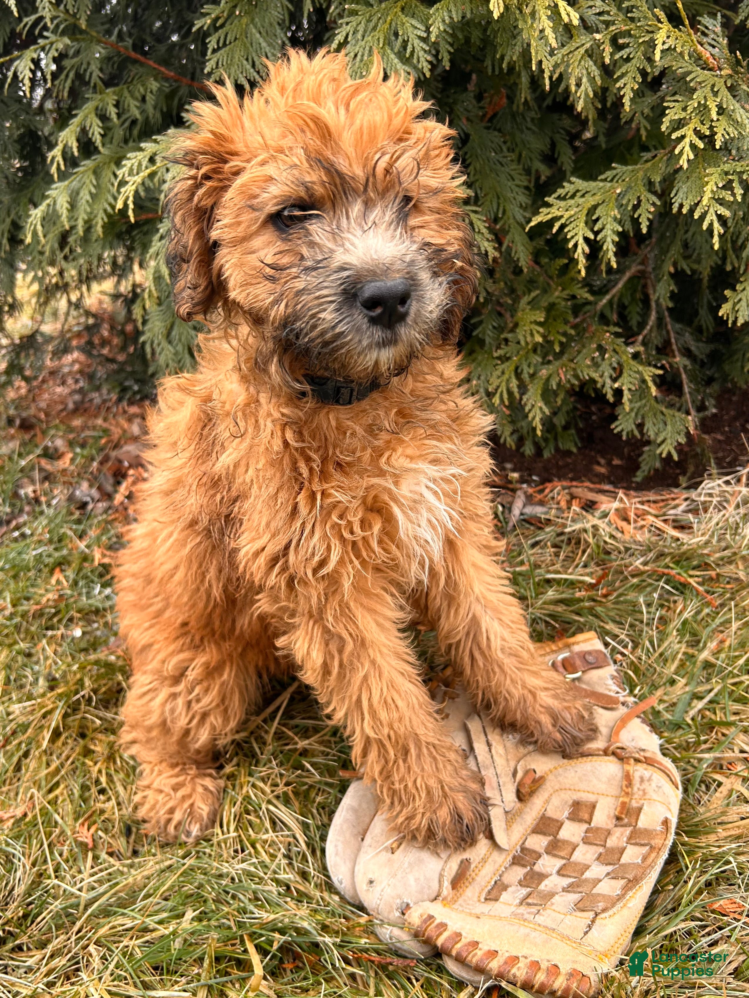 Whoodle dogs Eden - Ad 1