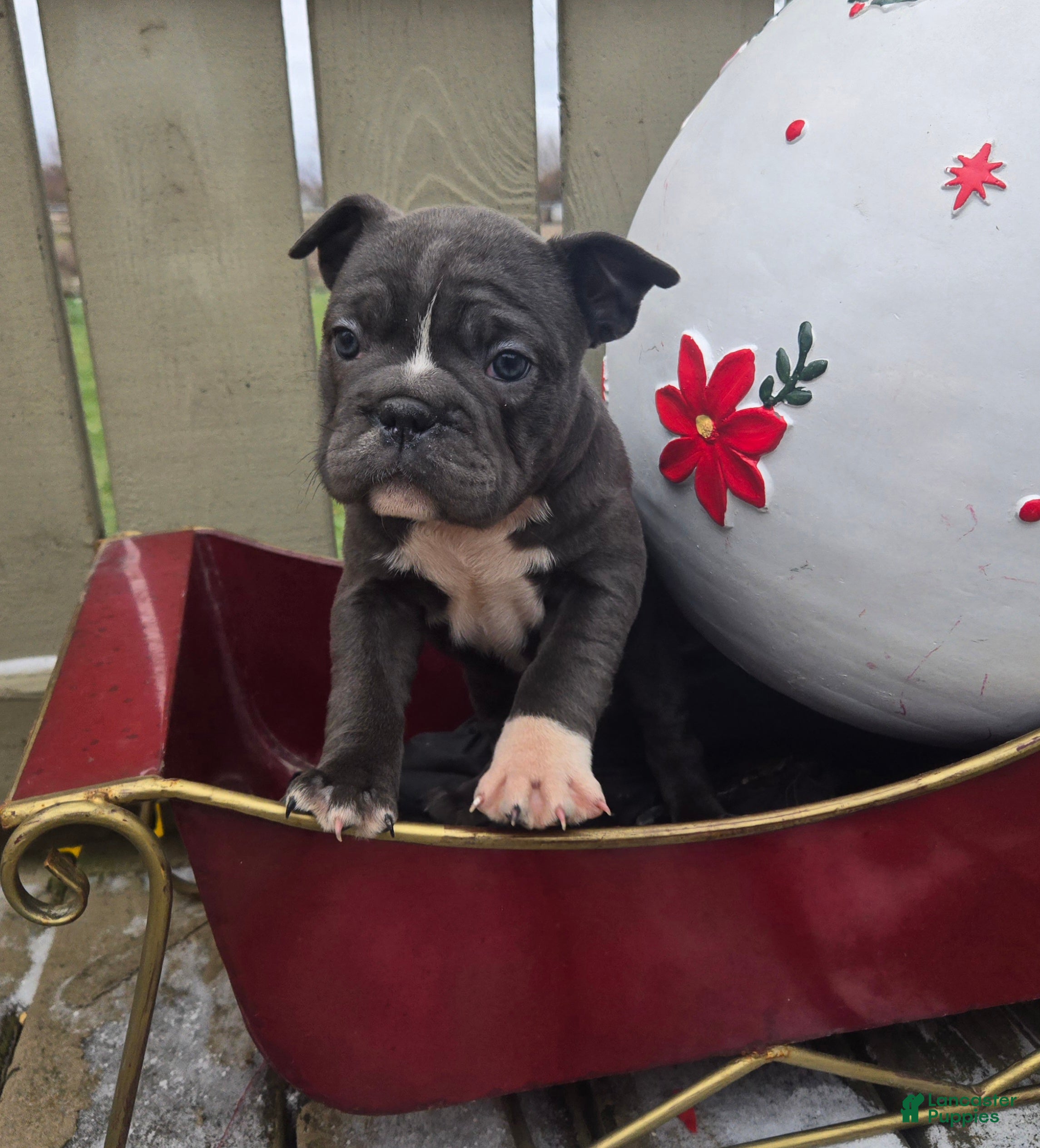 French Bulldog dogs Grace - Ad 29