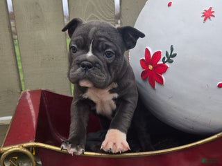 French Bulldog dogs Grace - Ad 18