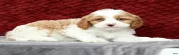 Cavapoo dogs for sale: Stanley - Ad 9