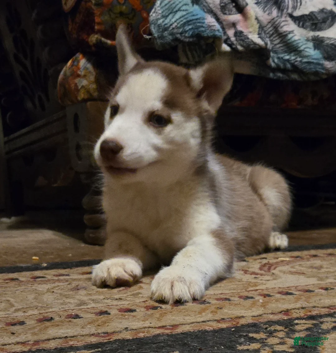 Siberian Husky dogs for sale: Abigail - Ad 4