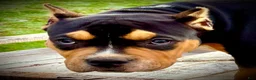 American Bully dogs for sale: American Bully Puppy 1 - Ad 10