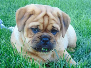 Mixed Breed dogs for sale: Ike - Ad 4