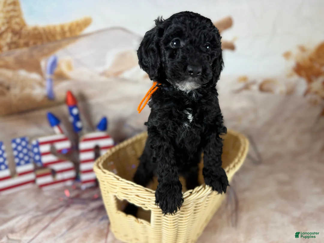 Mini Goldendoodle dogs for sale: Nova - Ad 1