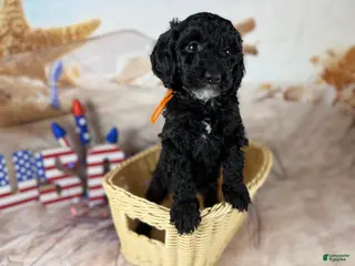 Mini Goldendoodle dogs for sale: Nova - Ad 2