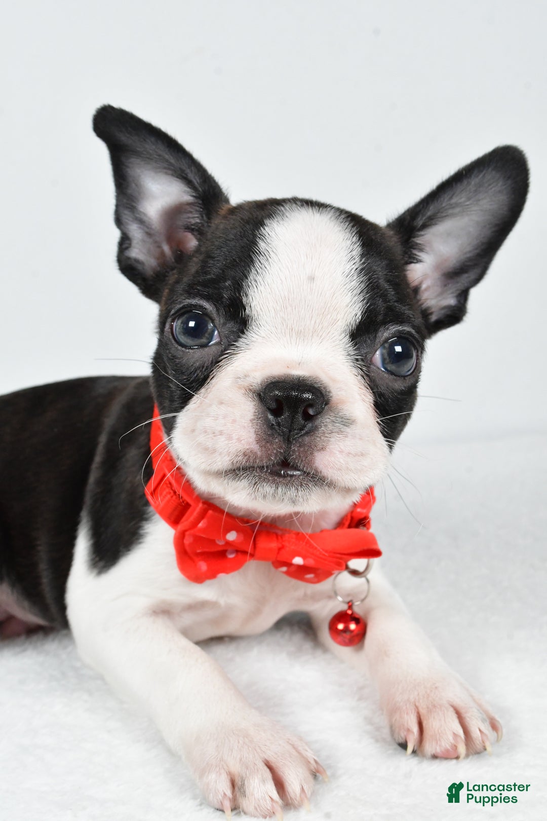 Boston Terrier dogs for sale: Wilson - Ad 3