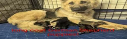 German Shepherd dogs for sale: Captain Kathy  - Ad 4