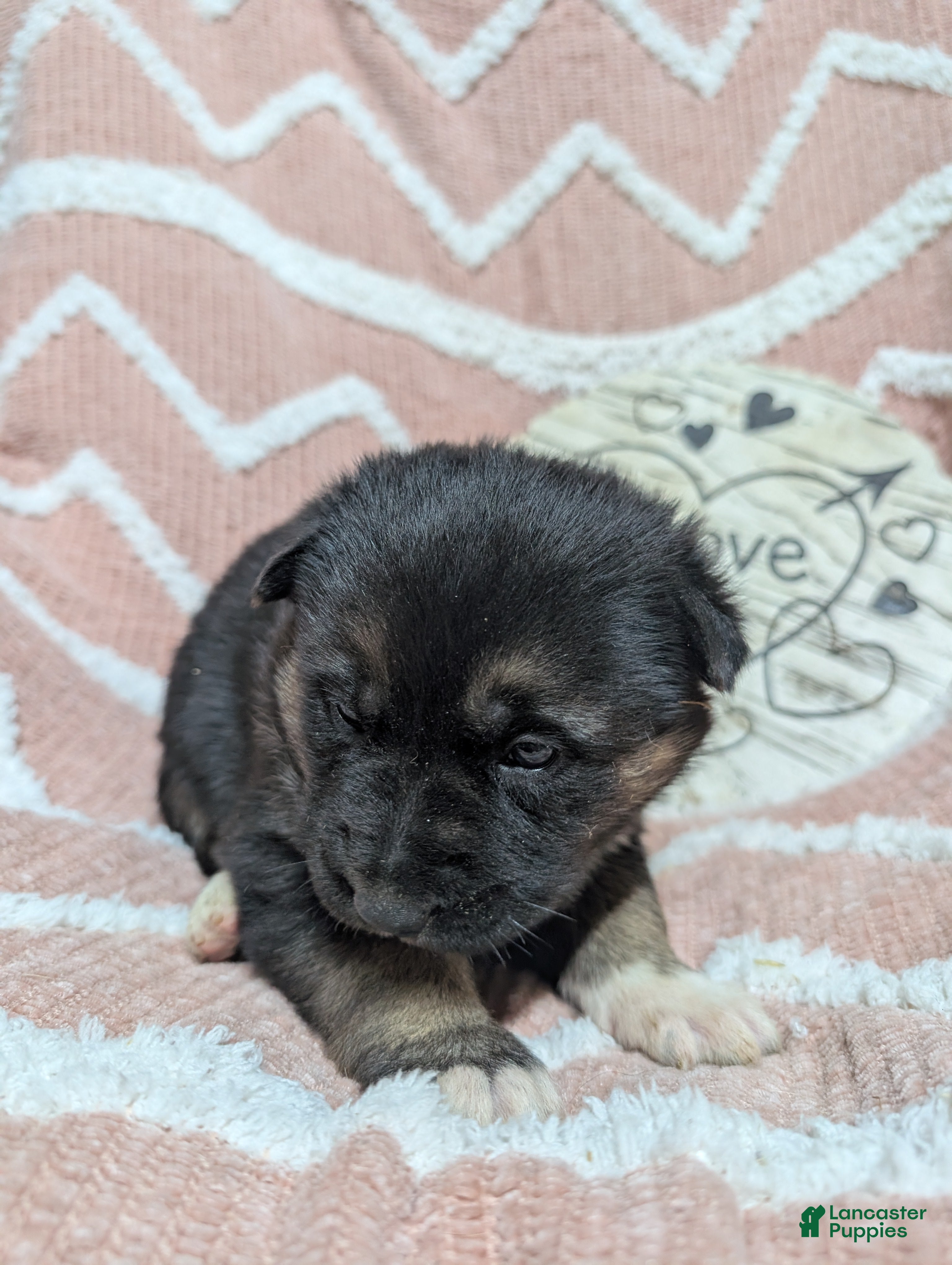 Gerberian Shepsky dogs Belle - Ad 2