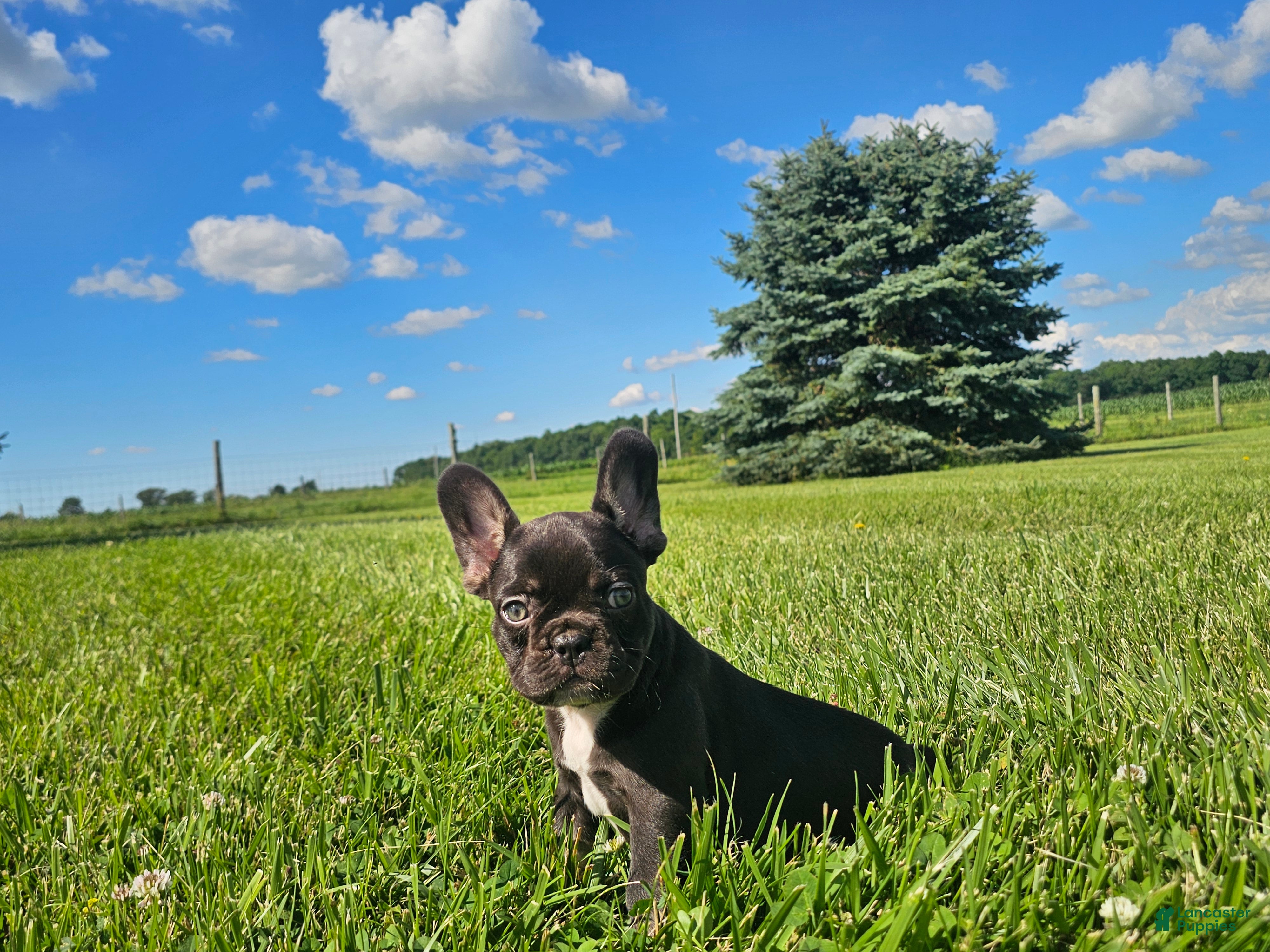 French Bulldog dogs Coco Boy - Ad 1