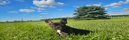 French Bulldog dogs for sale: Coco Boy - Ad 1