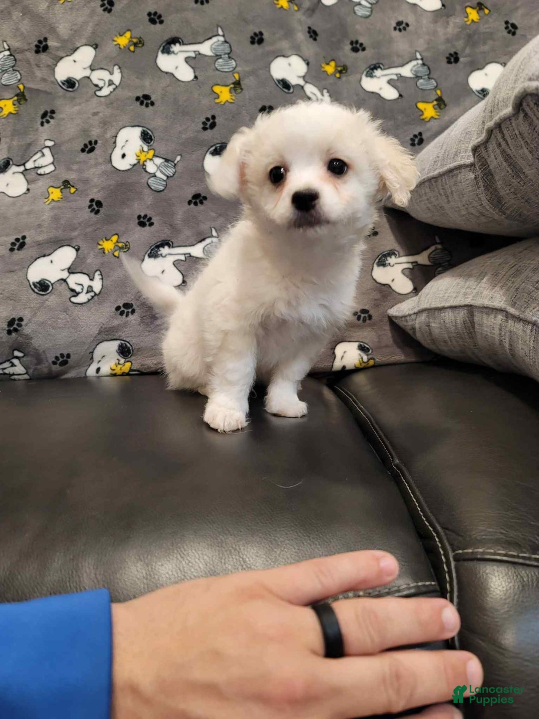 Mixed Breed dogs for sale: Blake - Ad 1