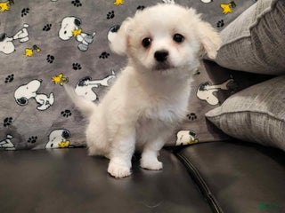 Mixed Breed dogs Blake - Ad 37