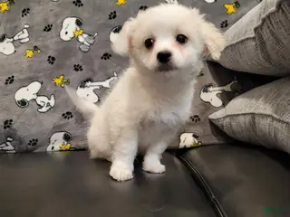 Mixed Breed dogs Blake - Ad 8