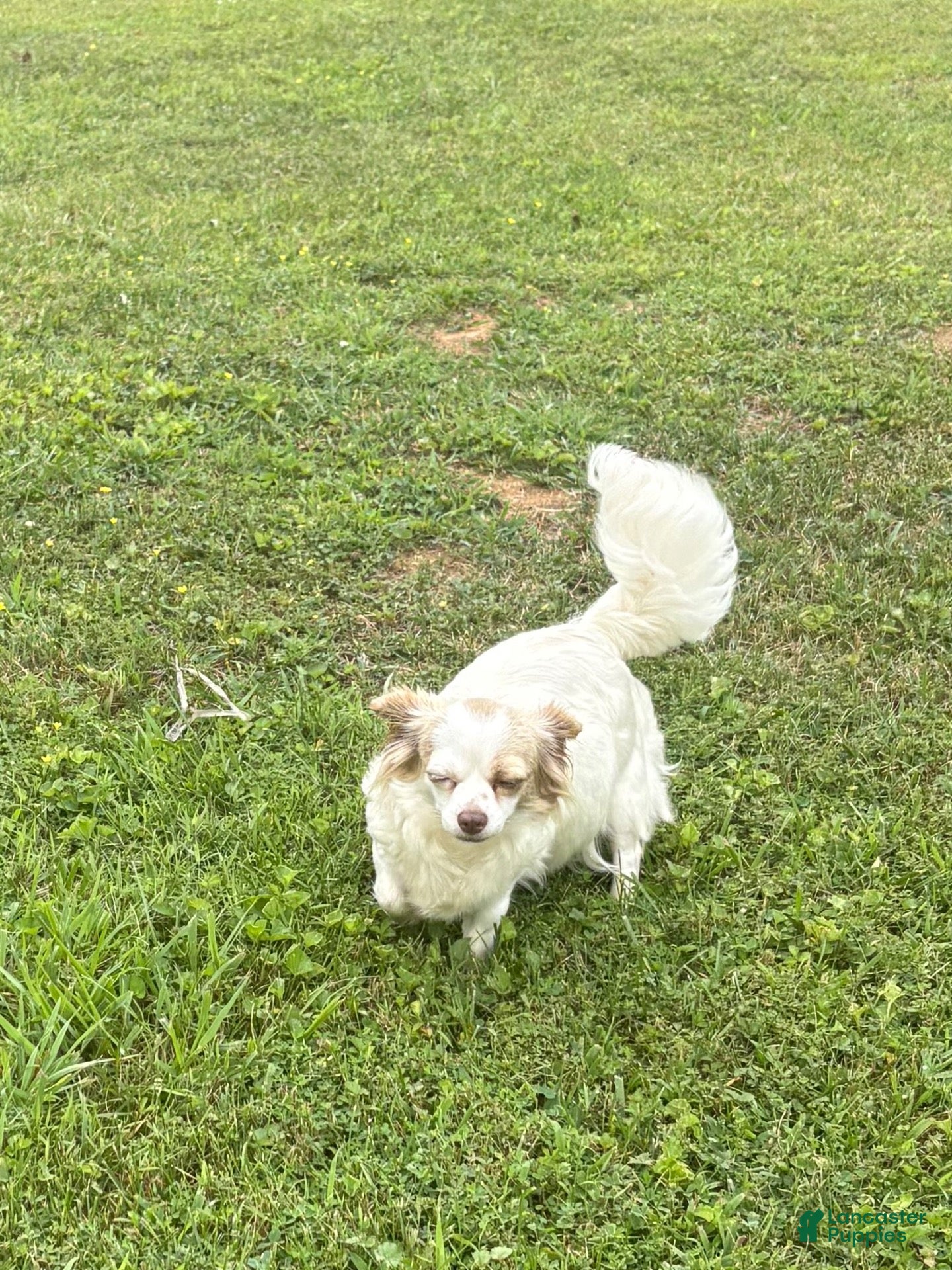 Chihuahua dogs for sale: Chihuahua 5 reserved  - Ad 2