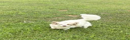 Chihuahua dogs for sale: Chihuahua 2 - Ad 7