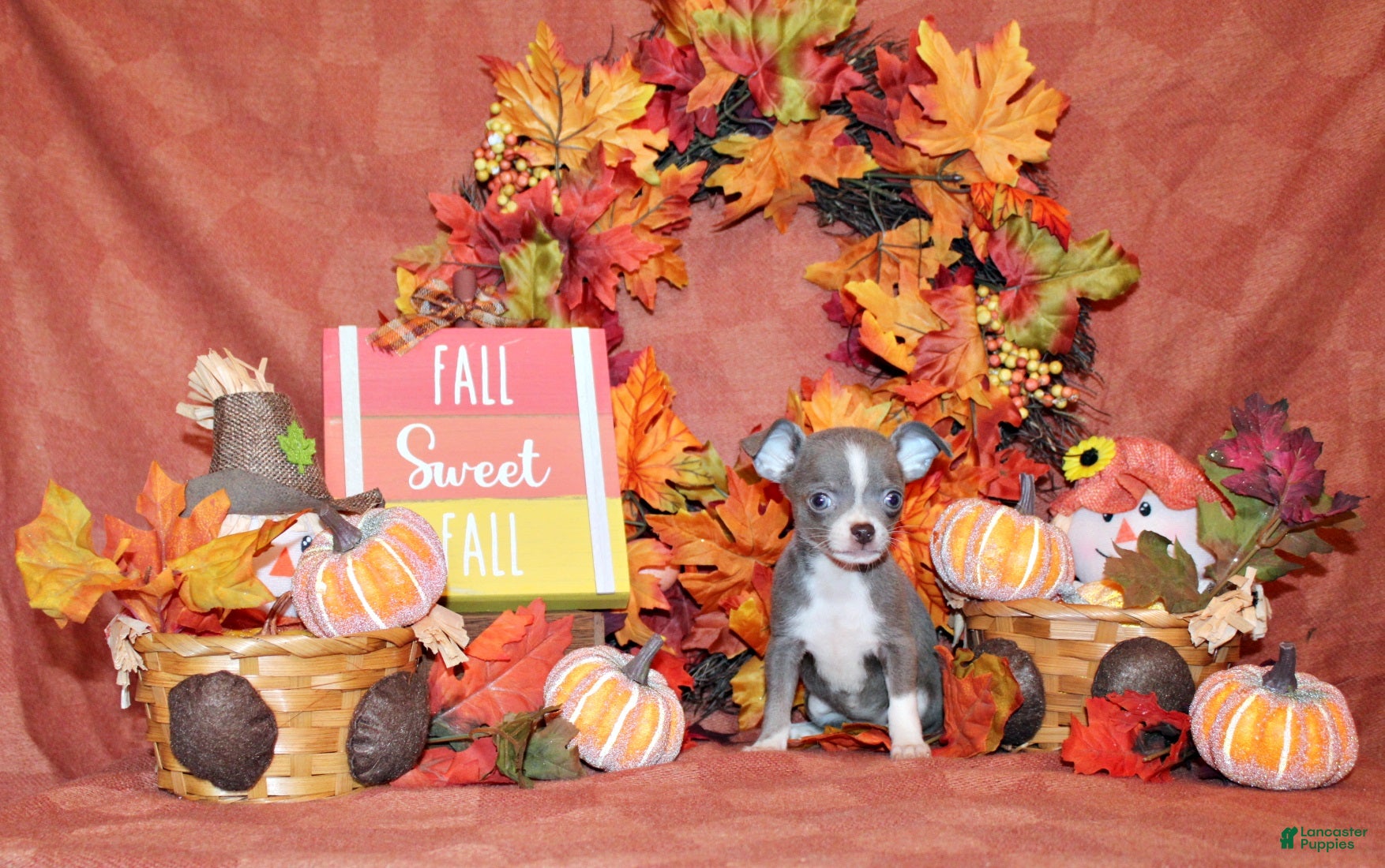 Chihuahua dogs Poppet - Ad 32