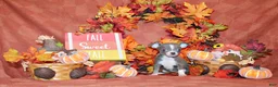 Chihuahua dogs for sale: Poppet - Ad 1