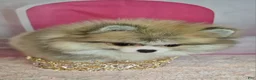 Pomeranian dogs for sale: Pomeranian 3 - Ad 7