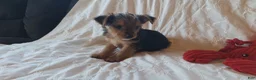Yorkshire Terrier dogs for sale: Tucker - Ad 3