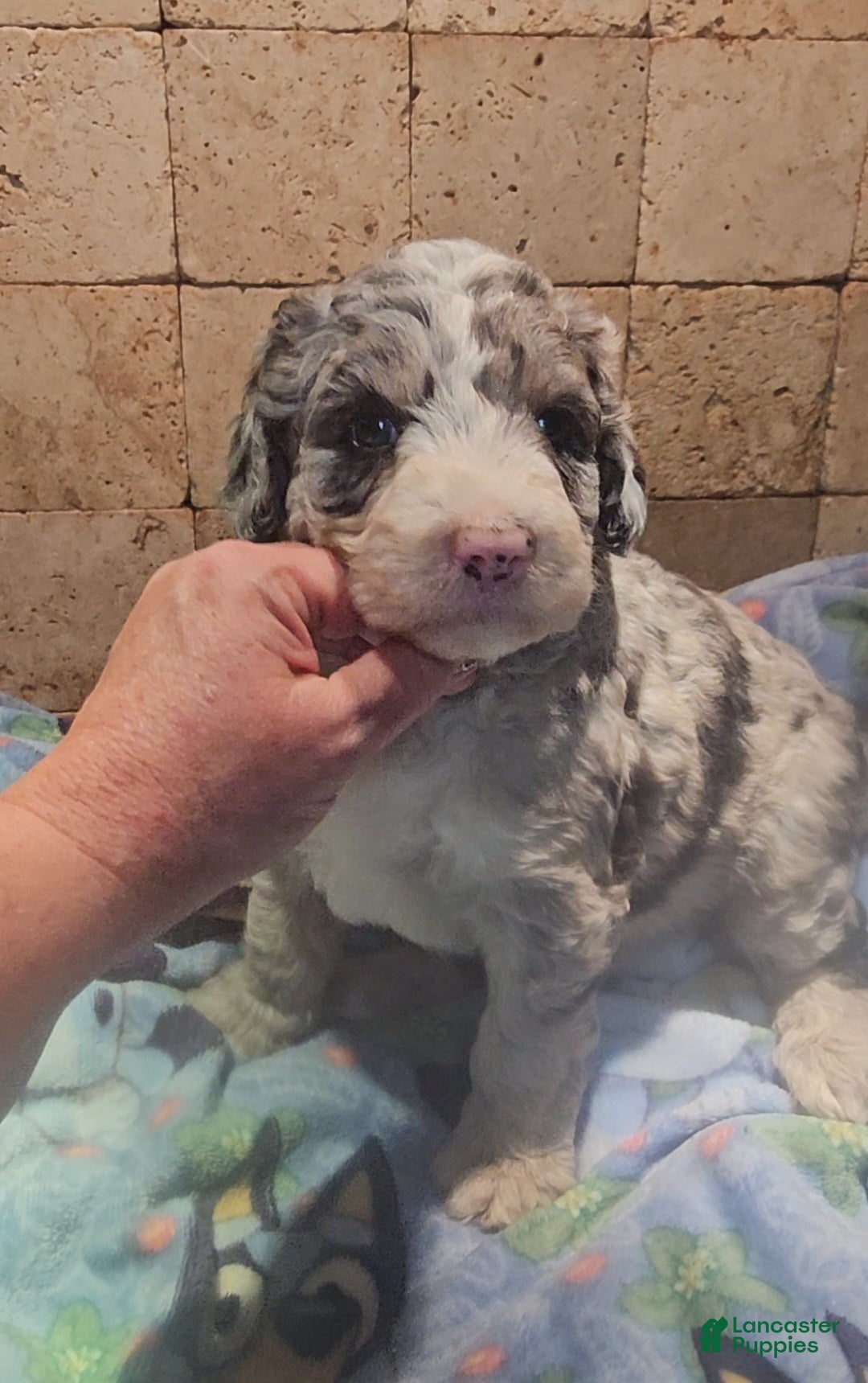 Sheepadoodle dogs Opal - Ad 2