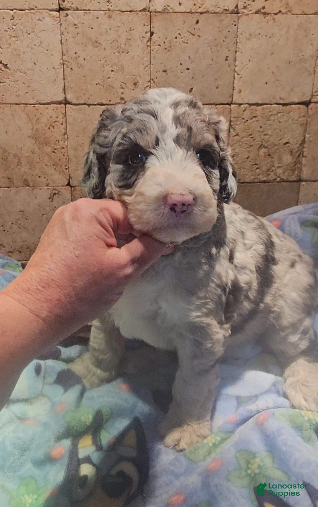 Sheepadoodle dogs for sale: Opal - Ad 2