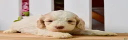 Cockapoo dogs for sale: Cora - Ad 3