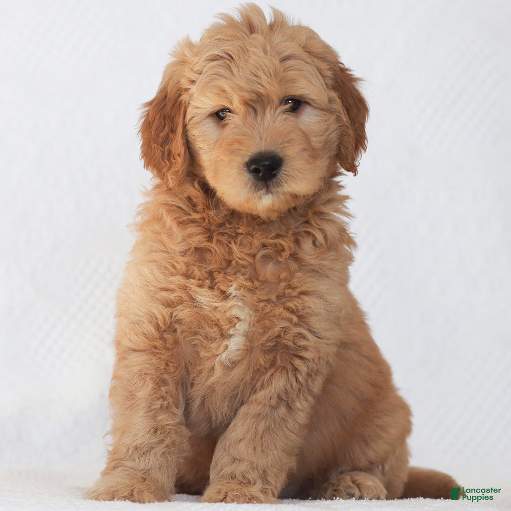 Mini Goldendoodle dogs Riley - Ad 17