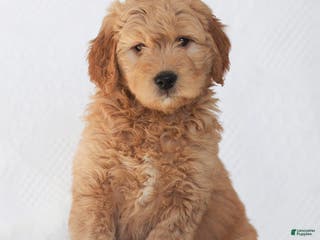 Mini Goldendoodle dogs Riley - Ad 26