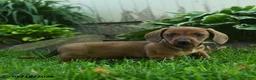 Miniature Dachshund dogs for sale: Fergie - Ad 3