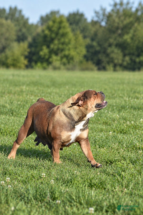 Olde English Bulldogge dogs Smiley - Ad 2