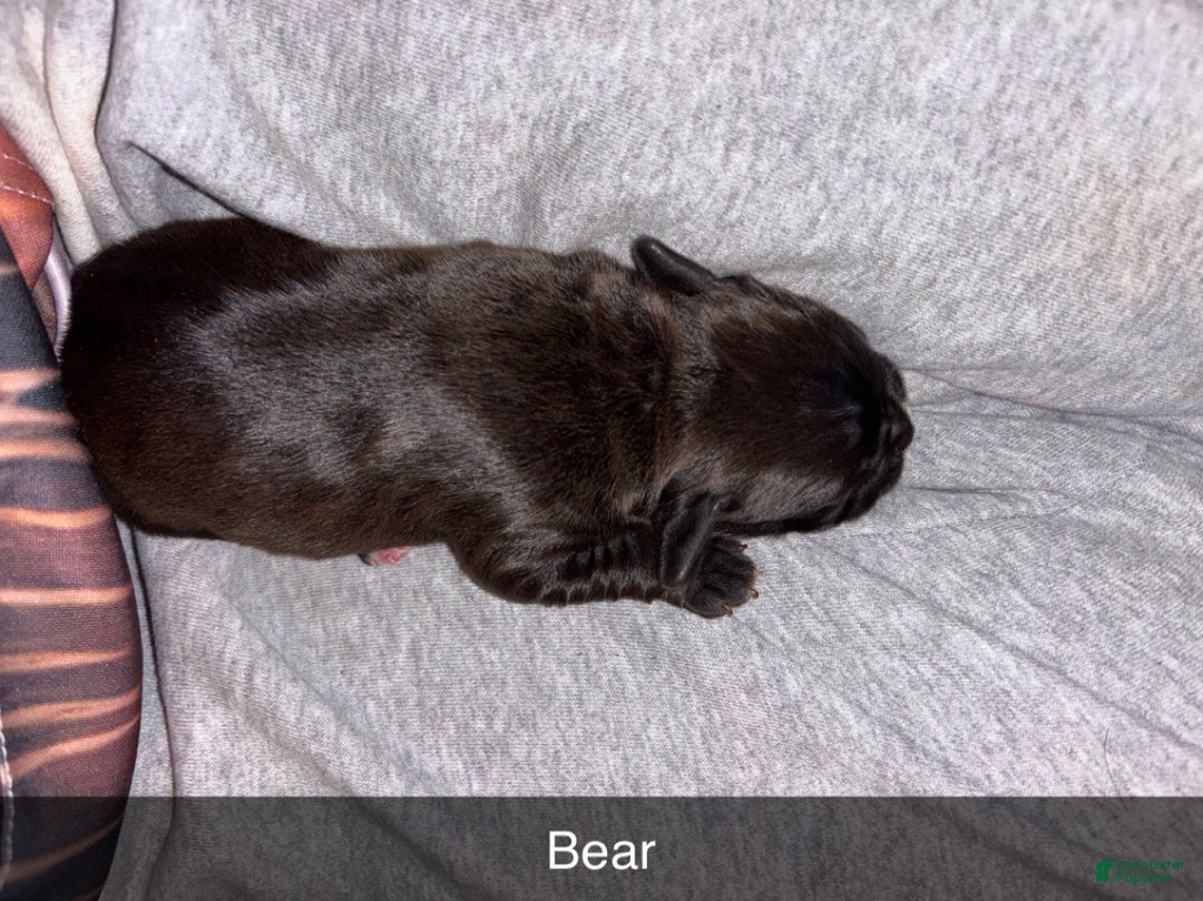 Mixed Breed dogs for sale: Bear - Ad 3