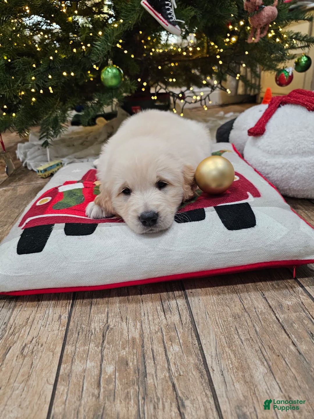 Golden Retriever dogs for sale: Golden Retriever Puppy 4 - Ad 74