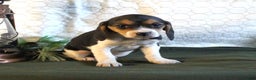 Beagle dogs for sale: Mia - Ad 4