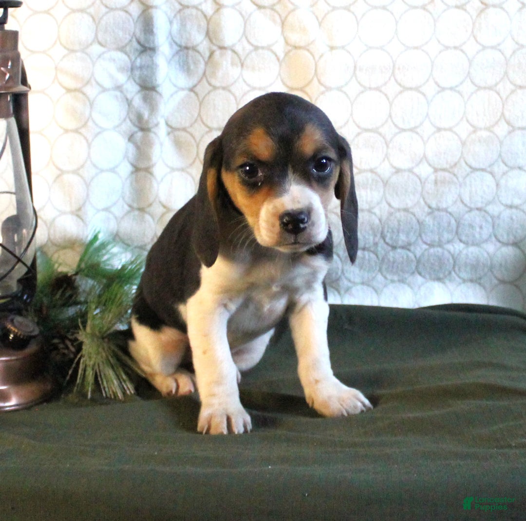 Beagle dogs for sale: Mia - Ad 4