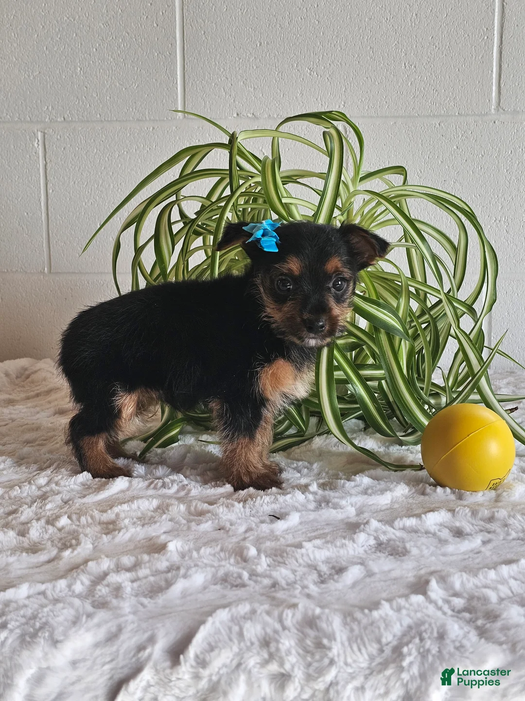 Yorkshire Terrier dogs for sale: Hunter - Ad 3
