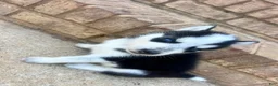 Siberian Husky dogs for sale: Missy - Ad 1