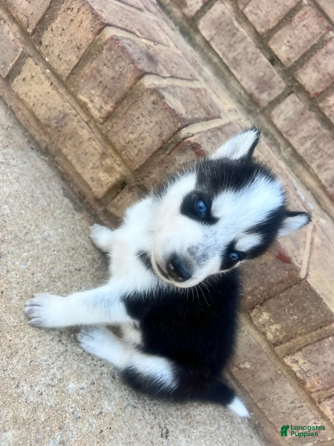 Siberian Husky dogs for sale: Missy - Ad 1