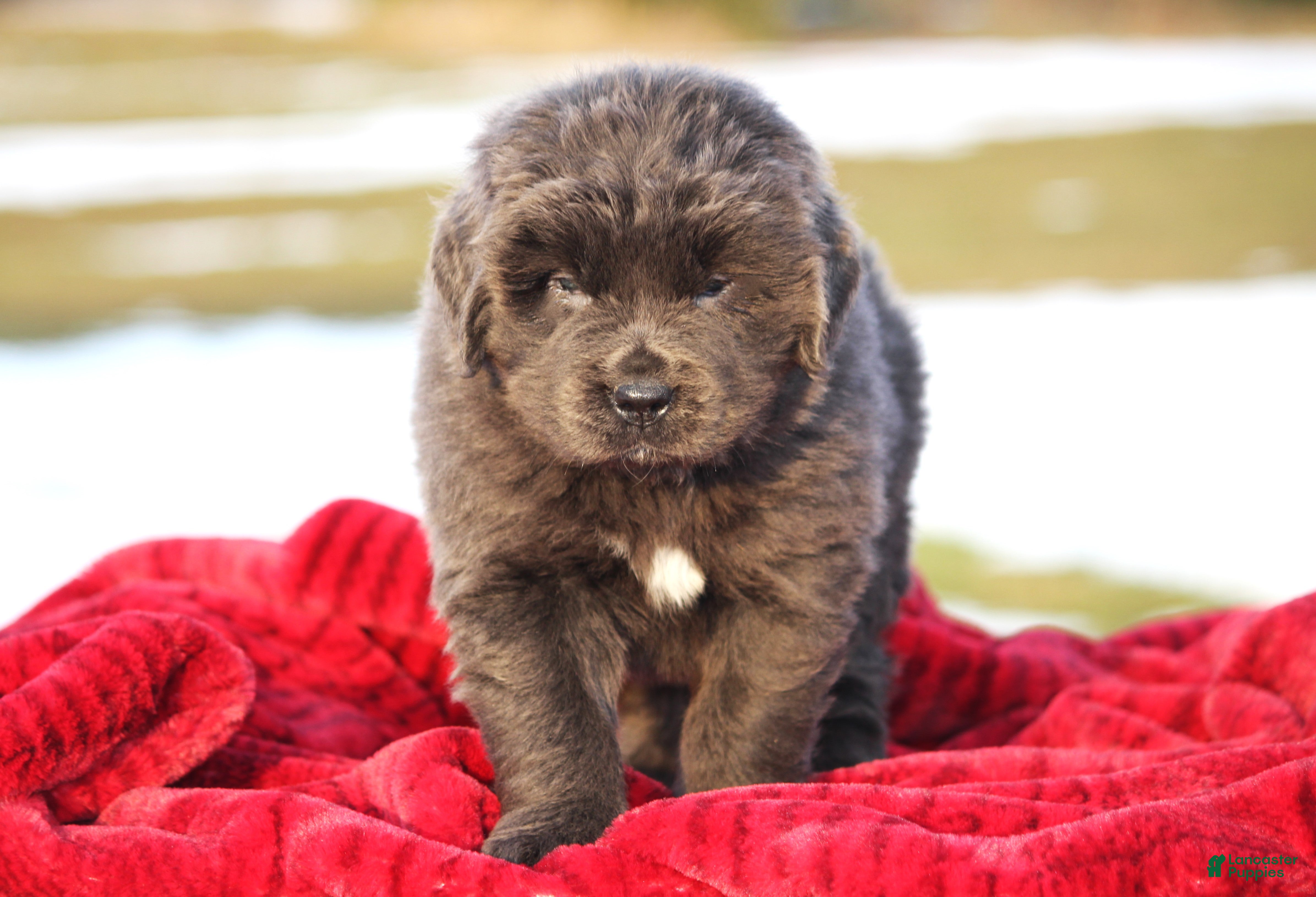 Newfoundland dogs Tess - Ad 22