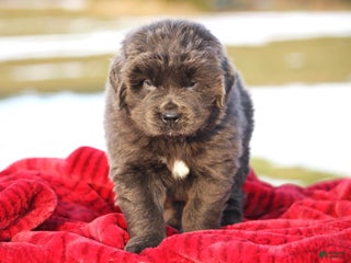 Newfoundland dogs Tess - Ad 2