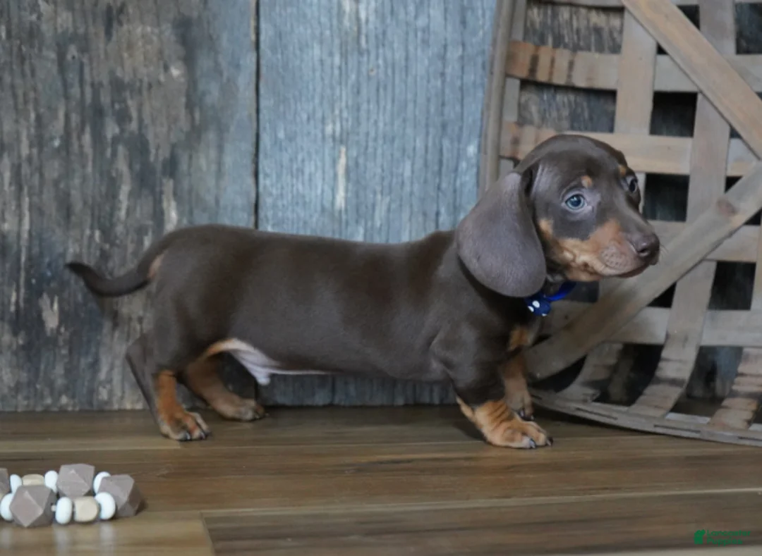 Miniature Dachshund dogs for sale: Hanson - Ad 2