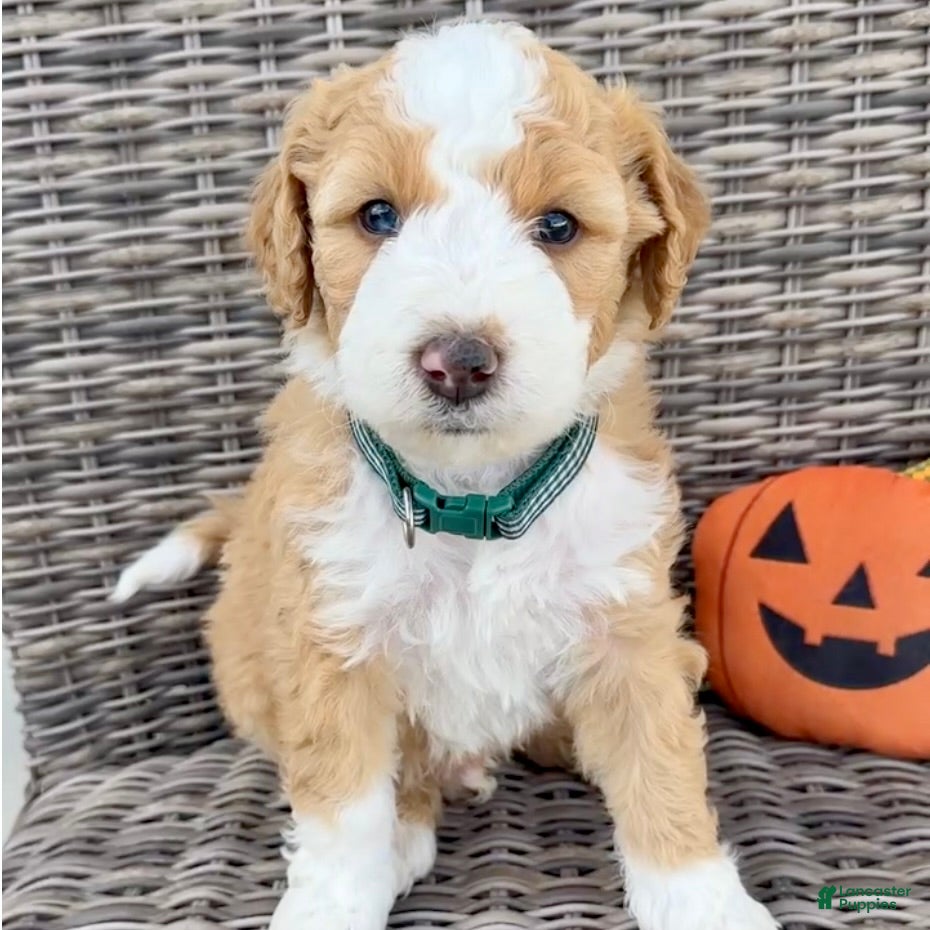 Bernedoodle dogs Pumpkin - Ad 1