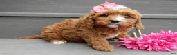 Cavapoo dogs for sale: Honey - Ad 3