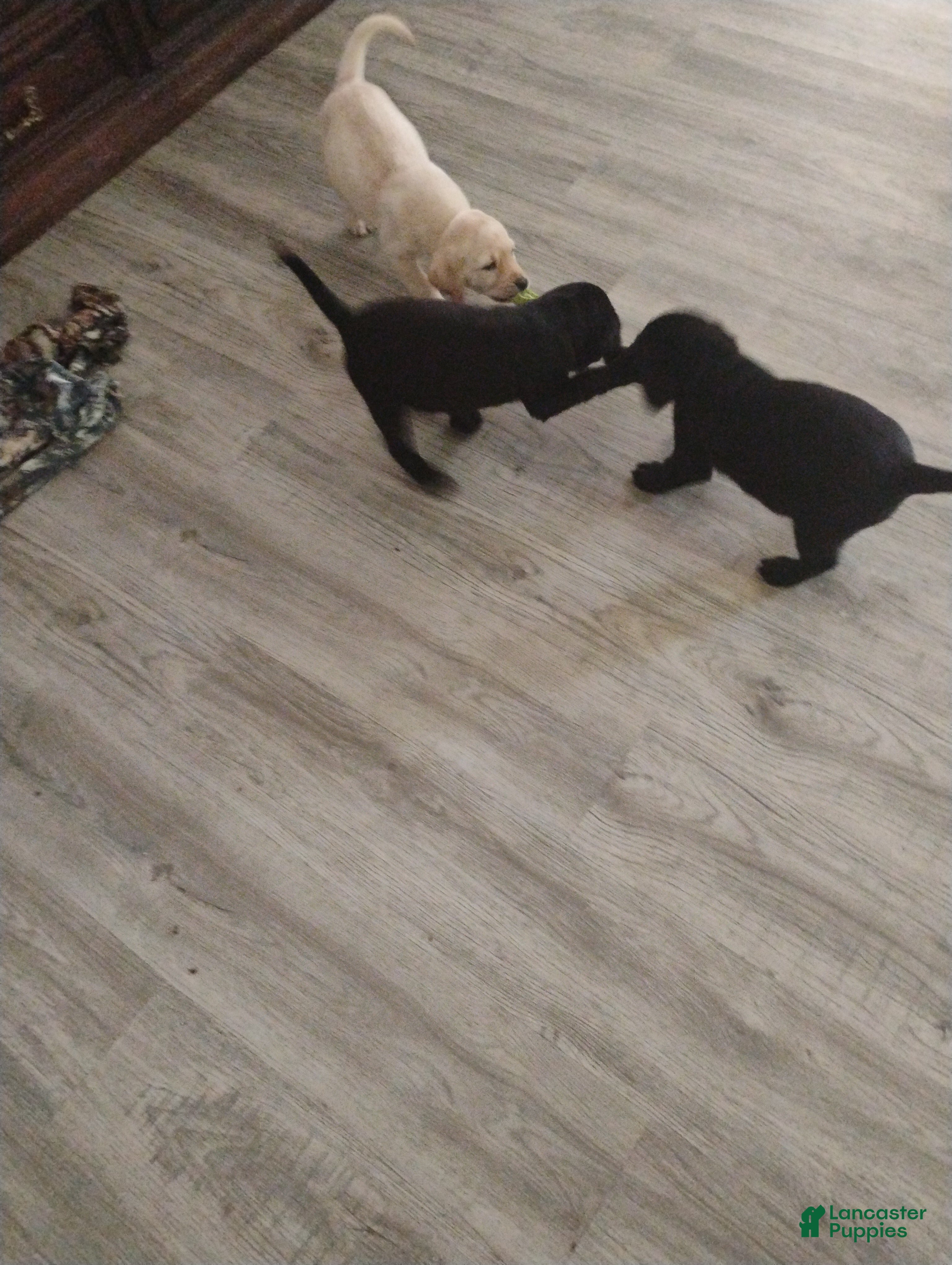 Labrador Retriever dogs Labrador Retriever 1 - Ad 1