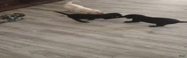 Labrador Retriever 1