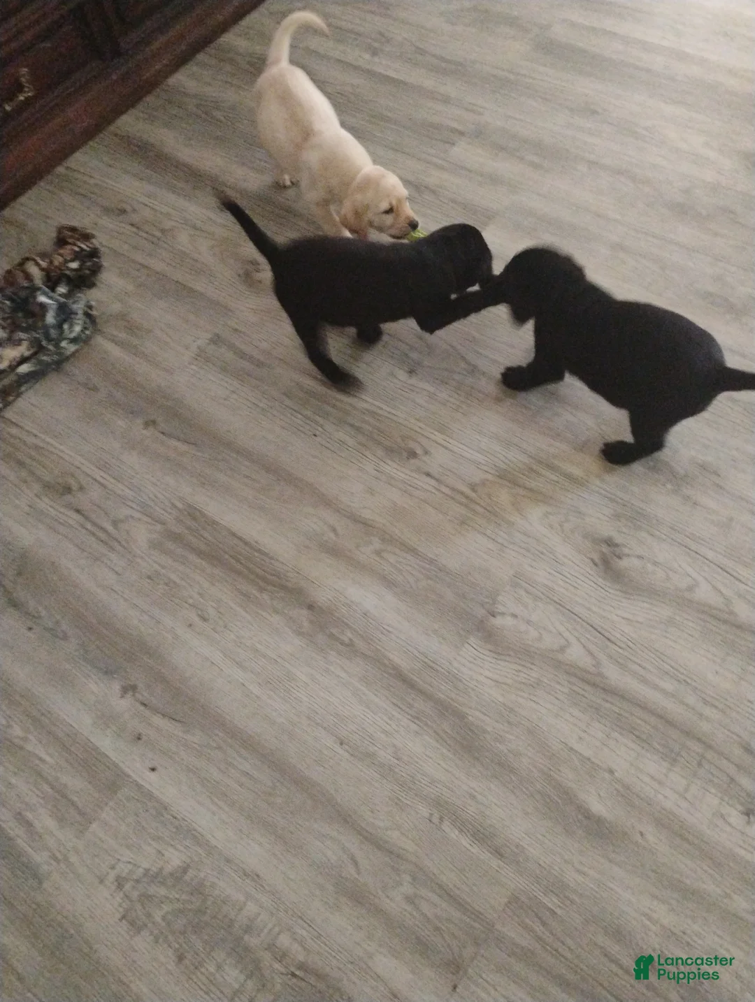 Labrador Retriever dogs for sale: Labrador Retriever 1 - Ad 1