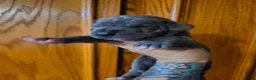 Great Dane dogs for sale: Blue  - Ad 4