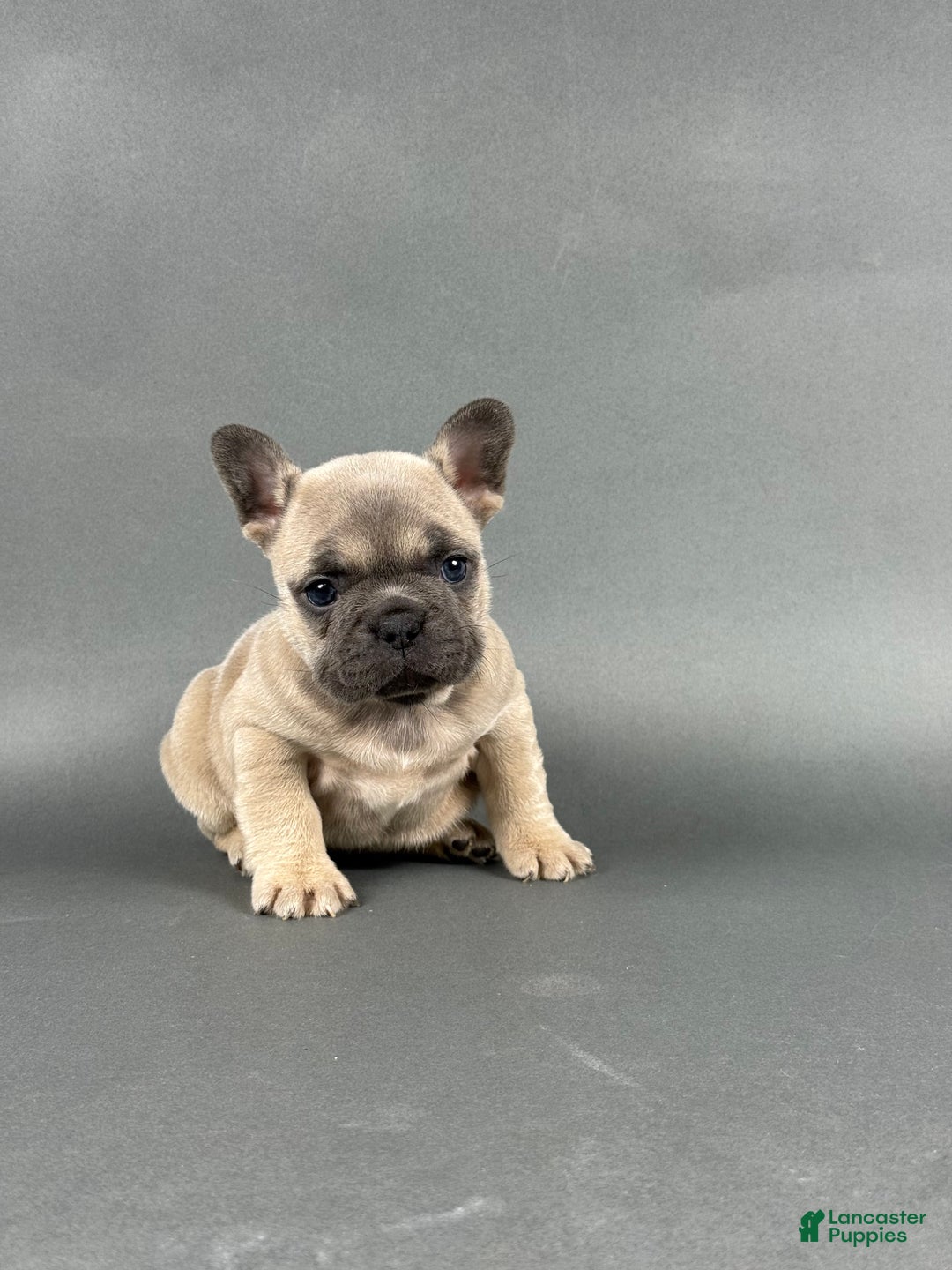 French Bulldog dogs for sale: Stella - Ad 6